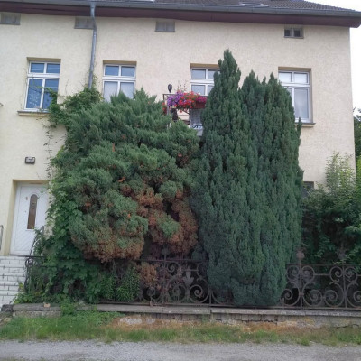 Katzenwäsche
